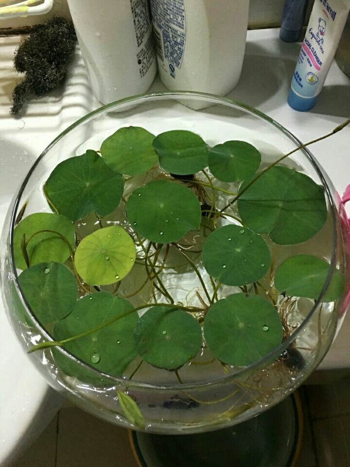 透明玻璃器皿铜钱草水培花盆鱼缸