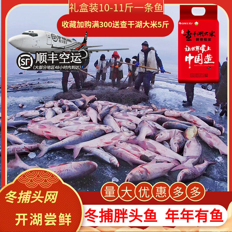 礼盒装冬捕胖头鱼查干湖鱼鳙鱼花鲢鱼大头鱼吉林松原产地直发包邮