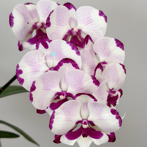 【天空之城出剑苗】3.0寸大杯大苗蝴蝶兰苗基地直发包对版包邮