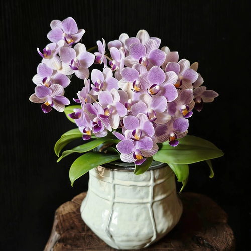 【蓝雀】丰花爆花蝴蝶兰苗 基地直发包对版包邮