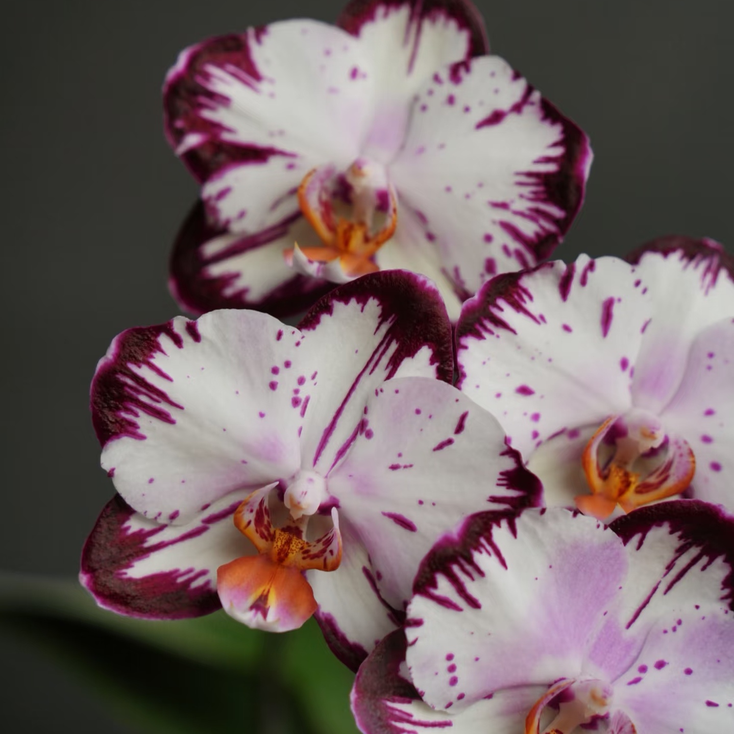 【哈根达斯】哈宝宝 带闪边 蝴蝶兰苗 基地直发包对版包邮