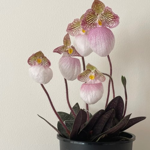 【玉女兜兰 】稀有品种基地直发包对版