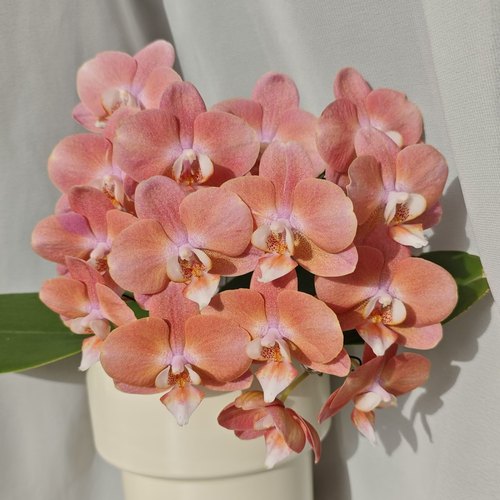 【鲑鱼】出剑苗蝴蝶兰稀有品种基地直发包对版包邮