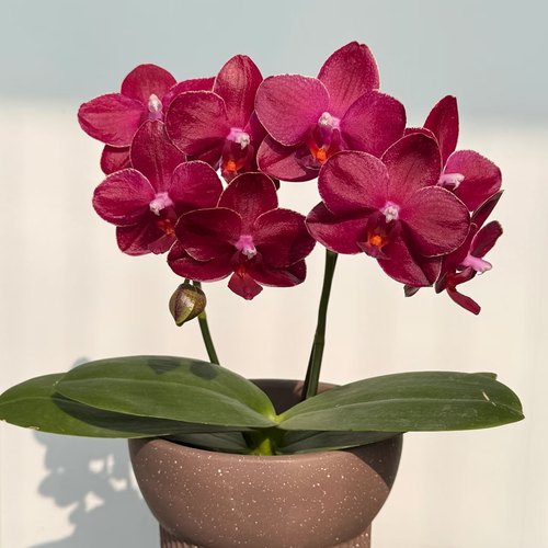 【美杜莎双剑苗】蝴蝶兰苗蜡纸花型 基地直发包对版