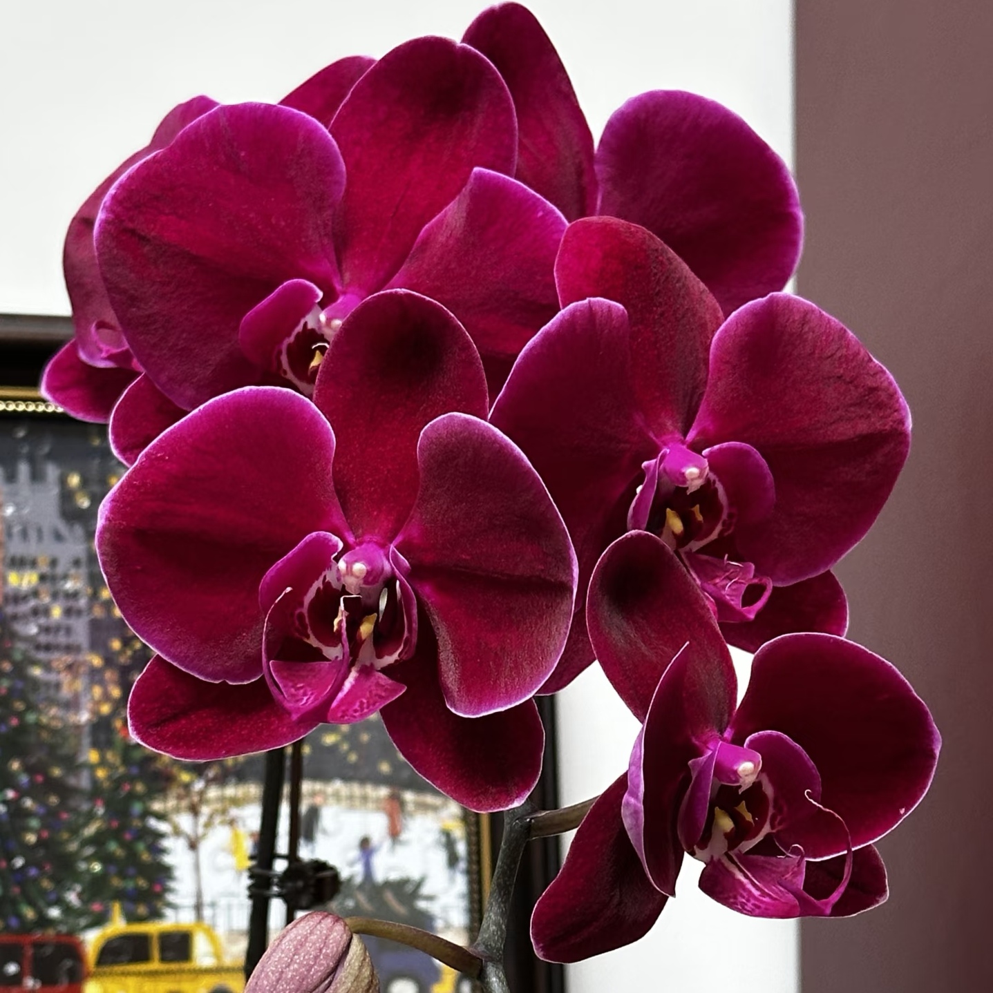 【牛记黑脸出剑苗】3.5寸大杯大苗 大花型 基地直发 包对版