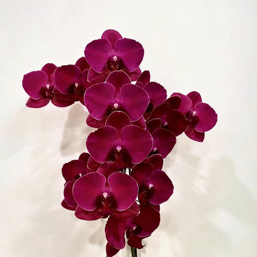 【蒙特勒出剑苗】蝴蝶兰基地直发包对版包邮