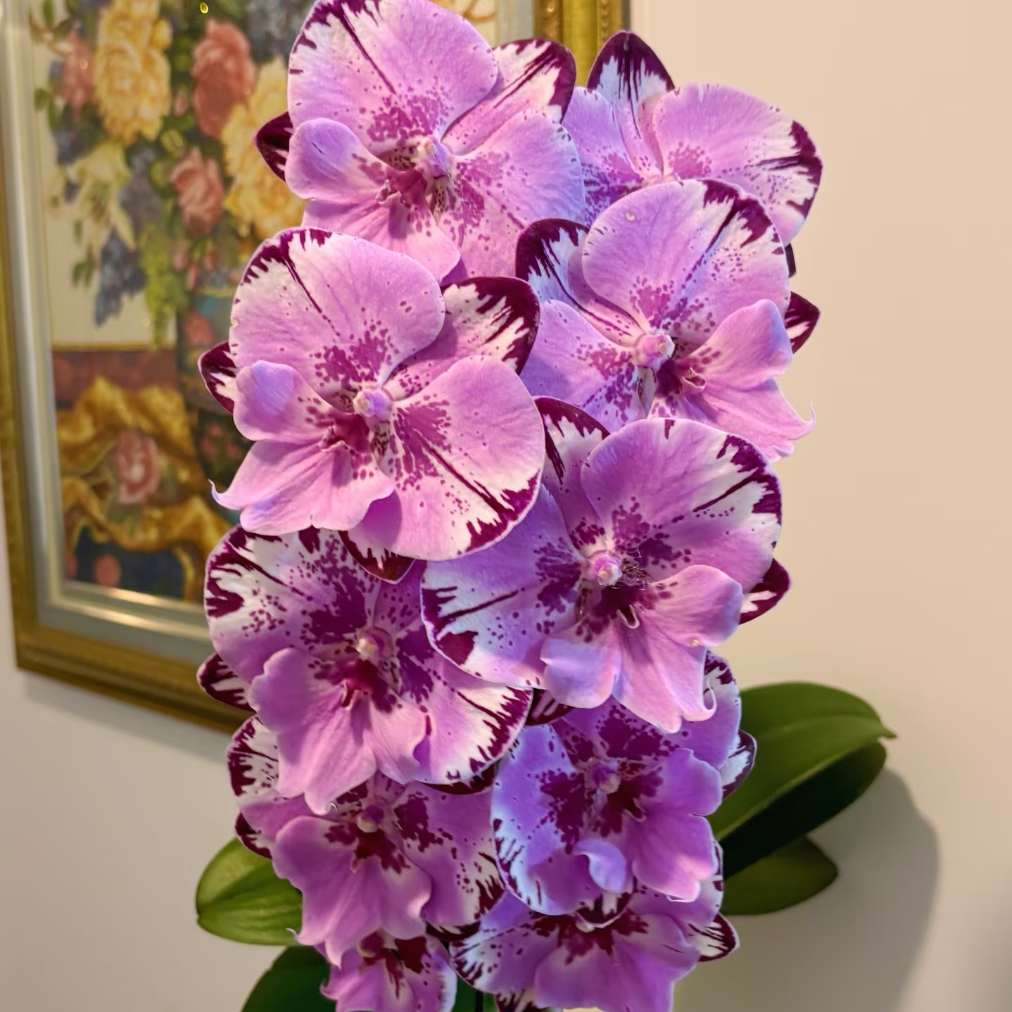 【米奇乐多】3.5寸大杯大苗蝴蝶兰苗稀有花色 基地直发包对版包邮