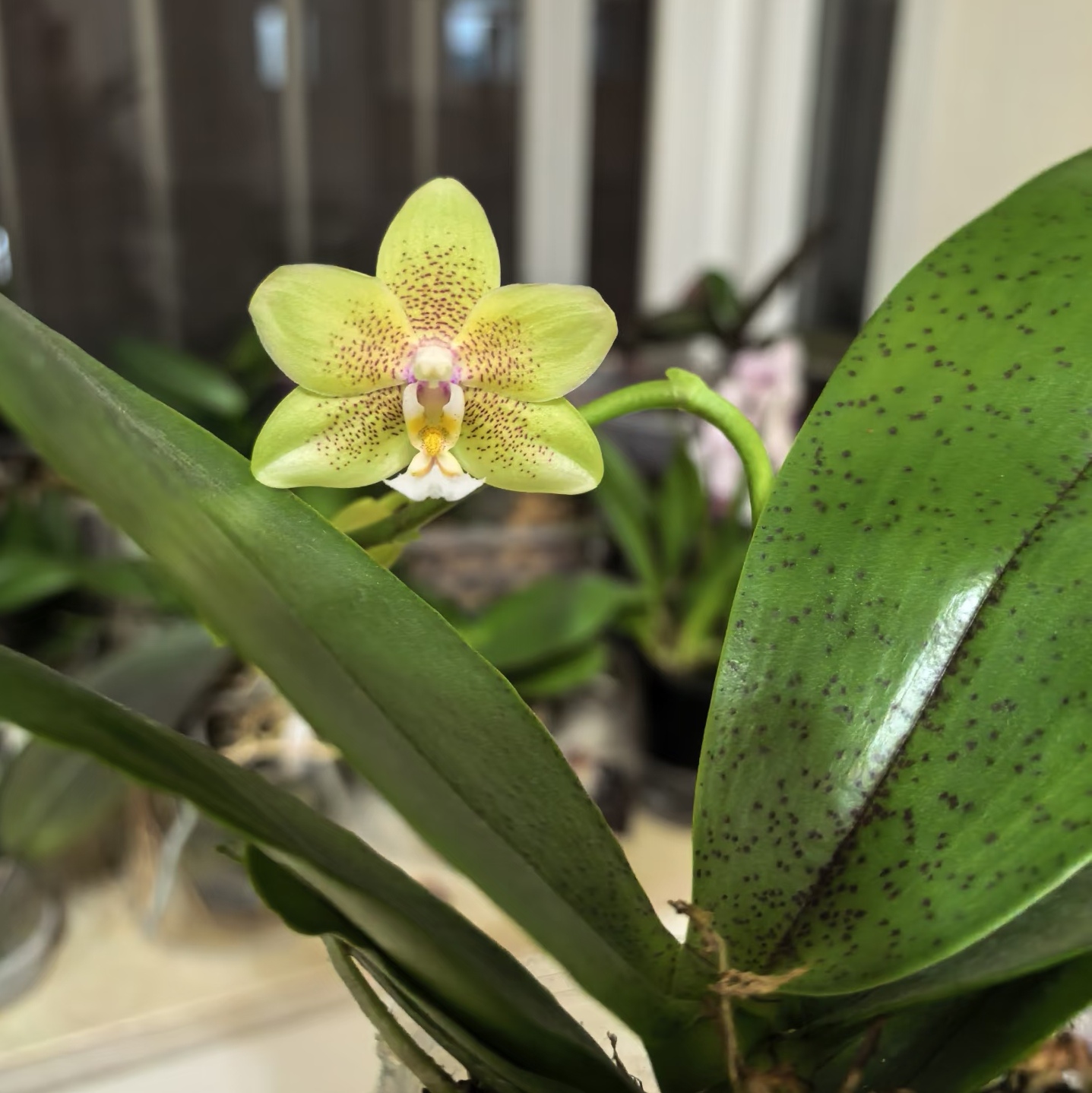 【龚氏绿香妃】带香蝴蝶兰苗 基地直发 包对版