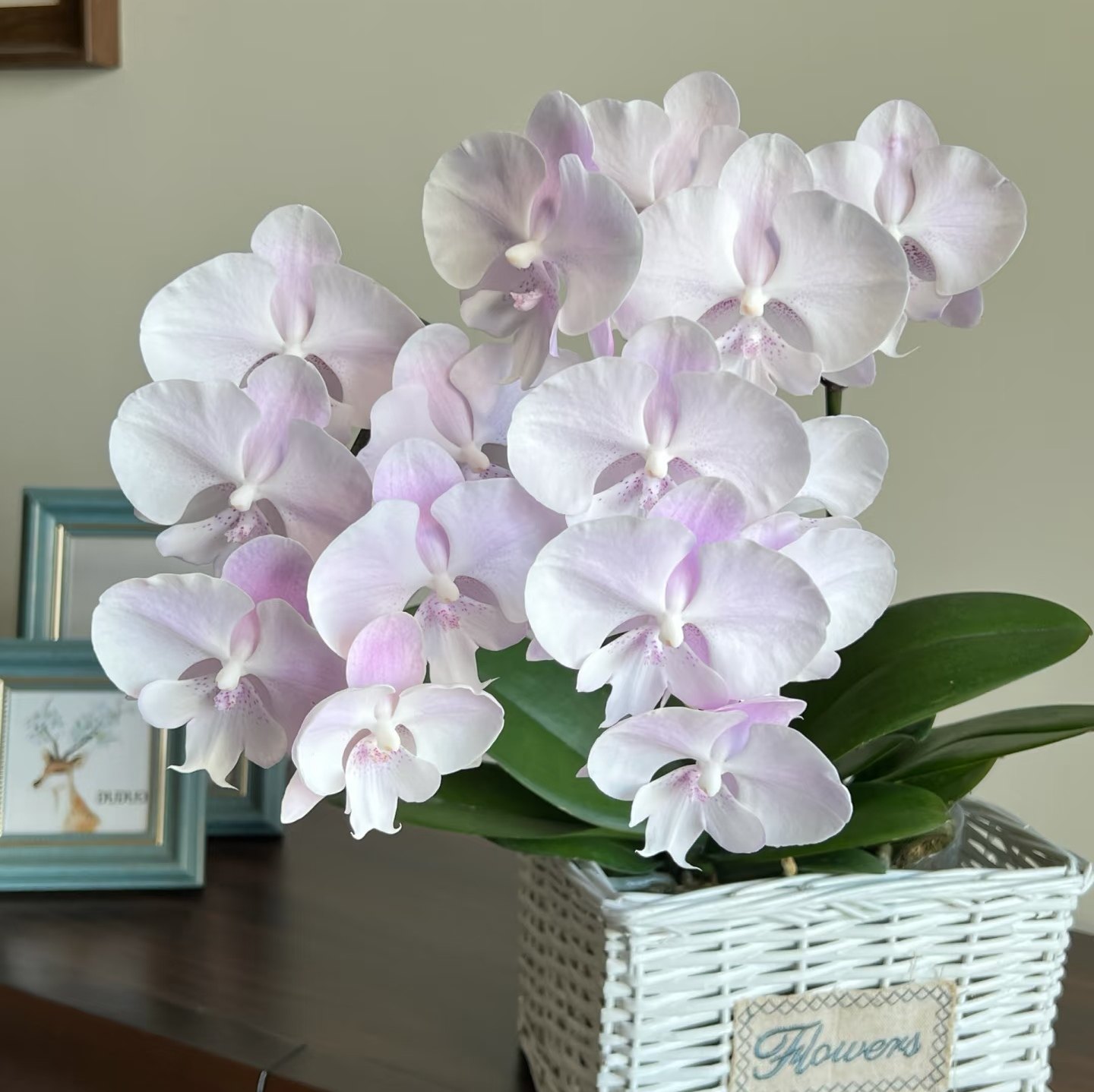 【1400蜜雪】蝴蝶兰 基地直发 桌面款蝴蝶兰,鲜花速递/花卉仿真/绿植园艺,国兰/杂交兰/洋兰类,淘宝优惠券,粉丝福利购,淘宝优惠卷