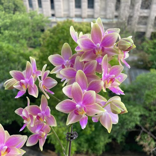 【金树一代】蝴蝶兰3.0寸苗 基地直发包对版