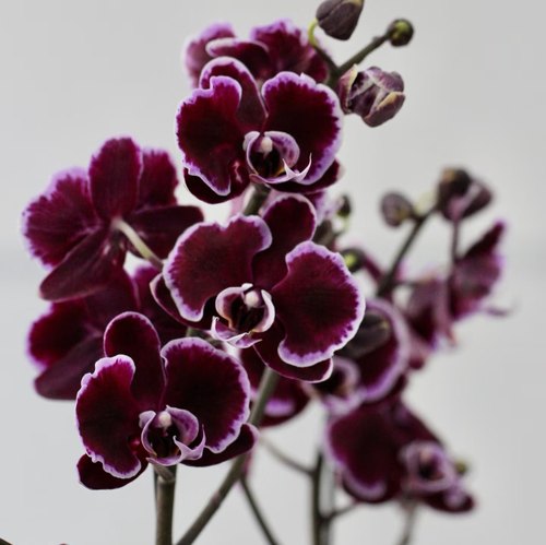 【拉丁舞裙出剑苗】3.5寸大杯大苗蝴蝶兰苗基地直发包对版包邮