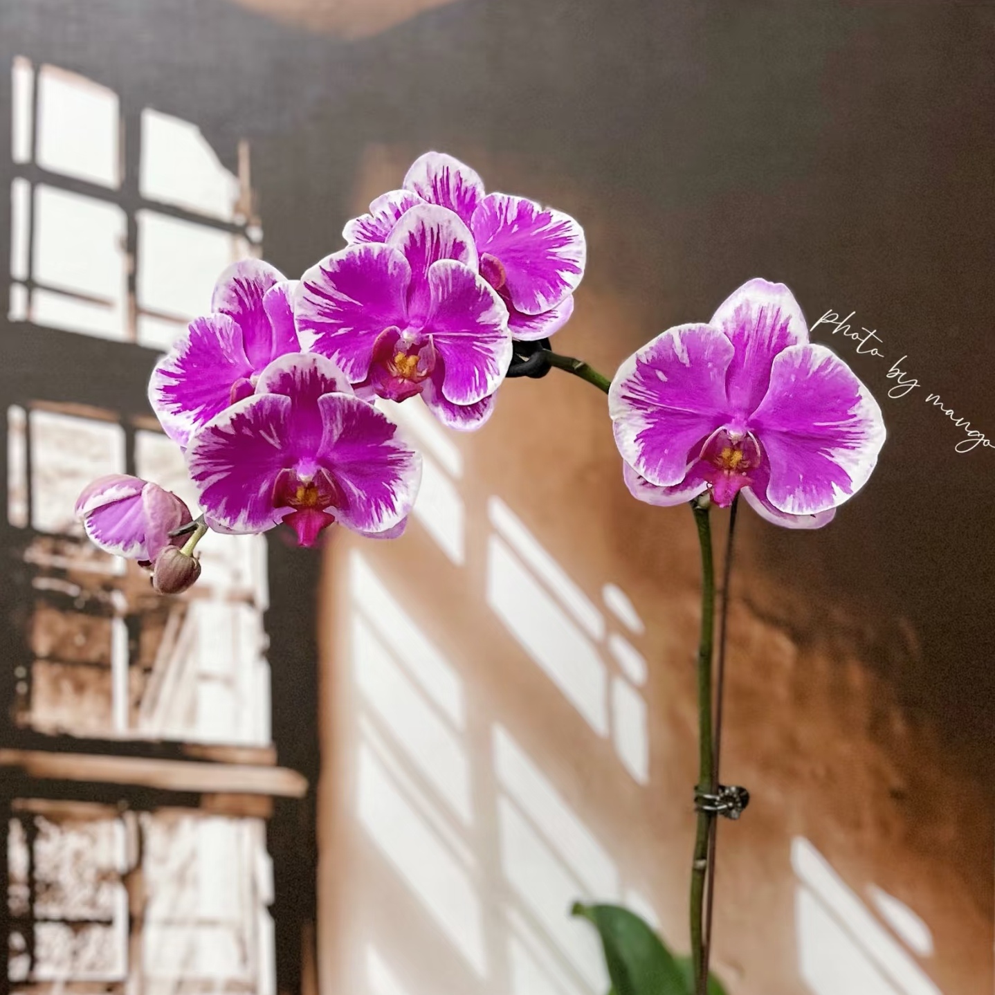 【宾有之光】3.5寸大杯大苗  基地直发  包对版