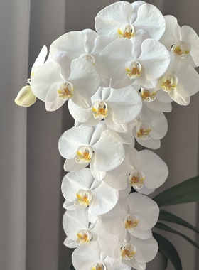 【大白V3出剑苗3.5寸】爆根 蝴蝶兰苗 基地直发  包对版包邮