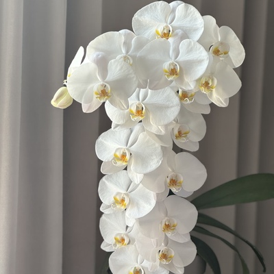 【大白V3出剑苗3.5寸】爆根 蝴蝶兰苗 基地直发  包对版包邮