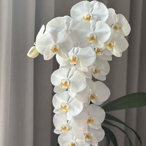 【大白V3出剑苗3.5寸】爆根 蝴蝶兰苗 基地直发  包对版包邮