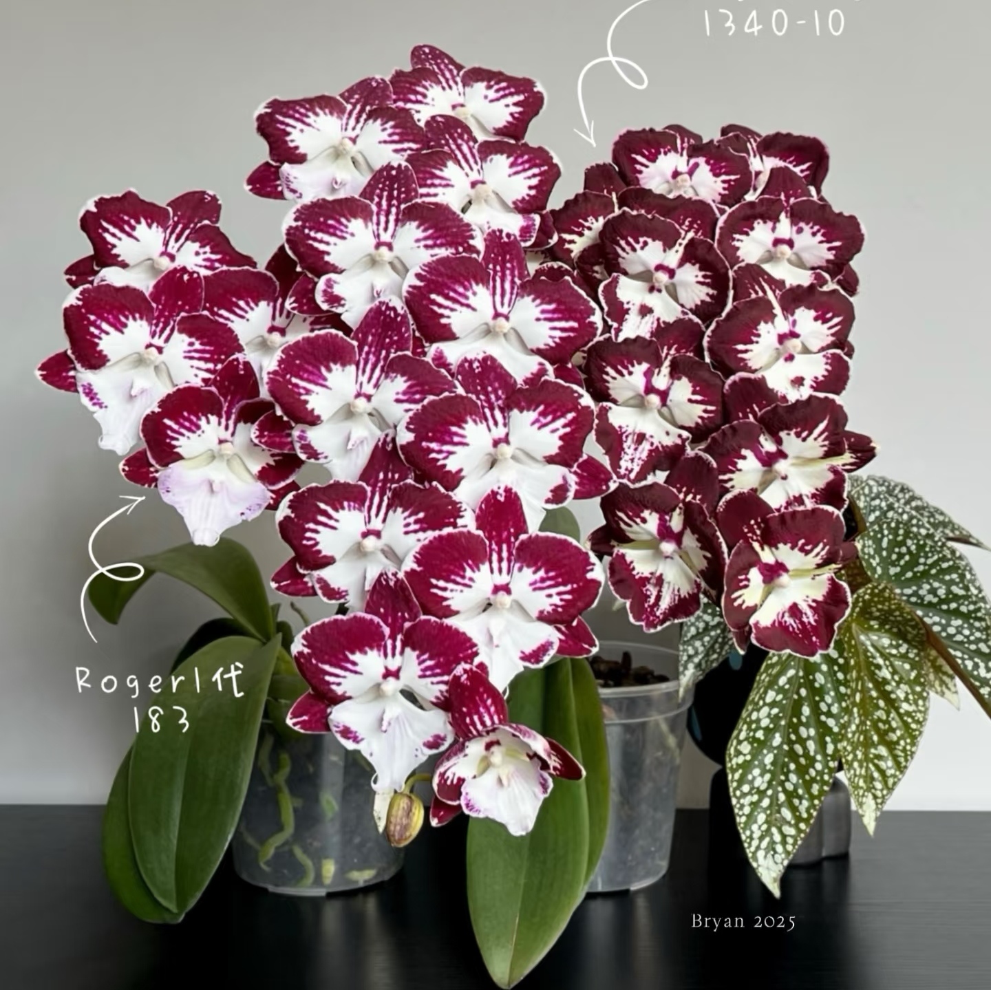 詹姆斯【罗格一代】3.5寸蝴蝶兰苗基地直发包对版包邮