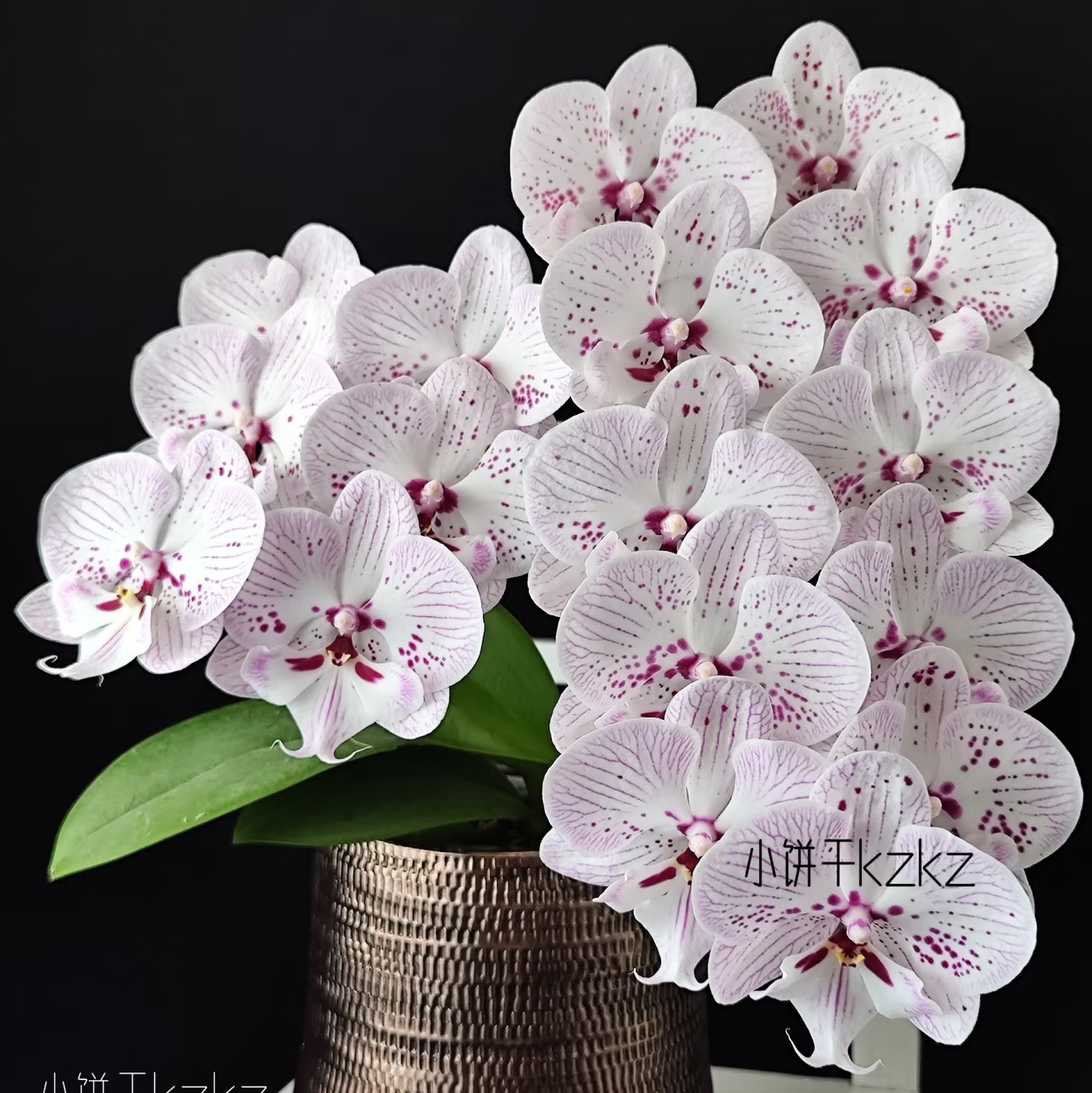 【再见萤火虫】蝴蝶兰3.5寸苗稀有花色基地直发包对版包邮