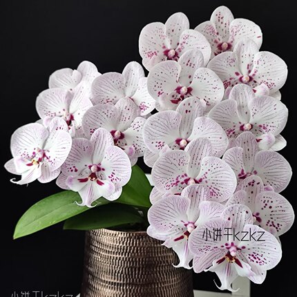 【再见萤火虫】蝴蝶兰稀有花色基地直发包对版包邮