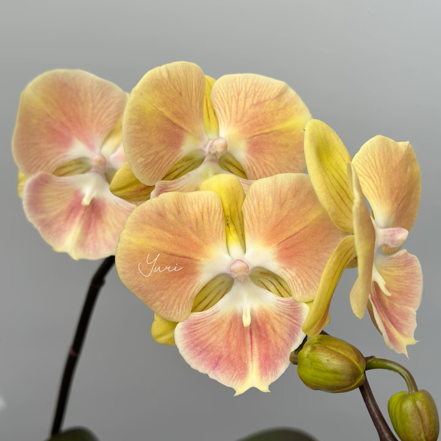 【桑巴军团出剑苗】3.5寸大杯大苗 蝴蝶兰苗 基地直发 包对版