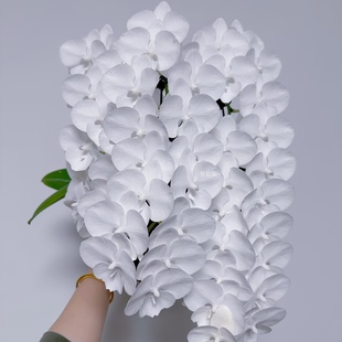 包邮 3寸出剑苗基地直发包对版 白天鹅一代2剑苗 蝴蝶兰