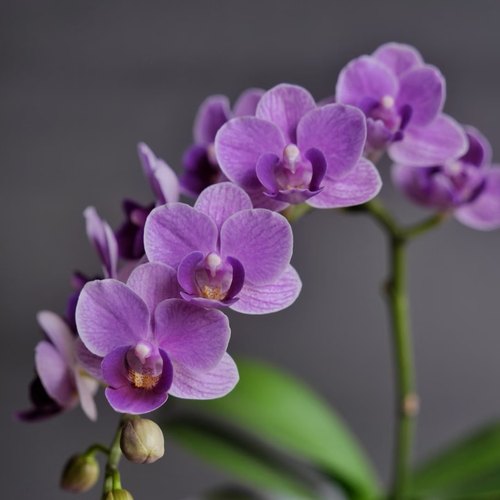 【欧品小兰出剑苗】3.5寸大杯大苗 蝴蝶兰苗 基地直发 包对版