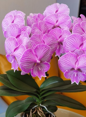 【郎布隆双剑苗】3.5寸大苗爆根蝴蝶兰苗