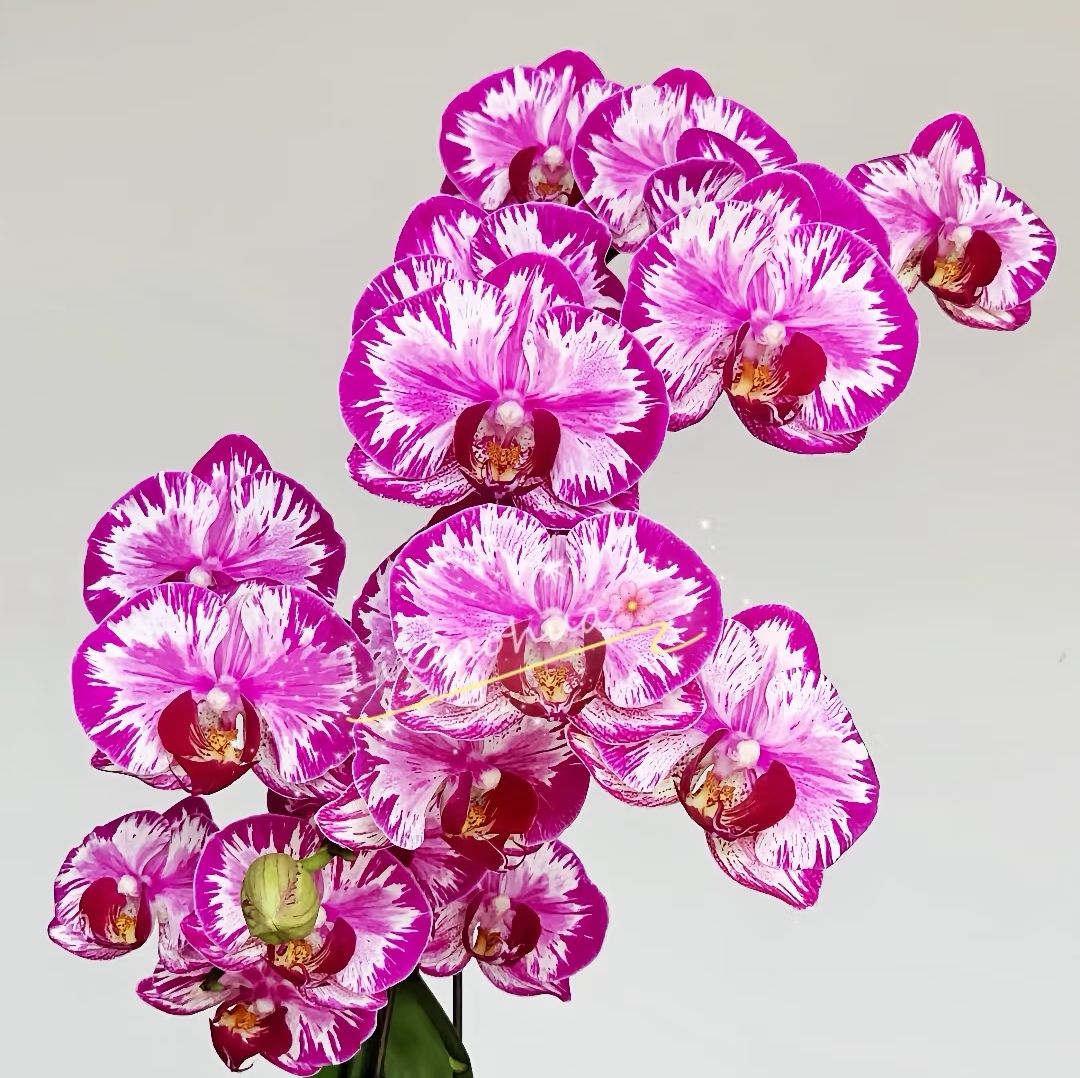 【大展宏图出剑苗】蝴蝶兰3.5寸大杯大苗  基地直发包对版包邮