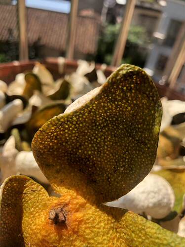 2022年 新会陈皮正宗特产 大红二红陈皮干柑鲜果干