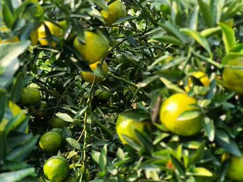 2021年初级农产品新会陈皮自然生晒柑果皮干散装袋装大红