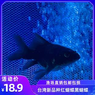 台湾新品 黑蝴蝶鲤红蝴蝶鲤球体短身大七鳍锦鲤纯种活体淡水观赏鱼