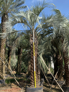 布迪椰子热带风情棕榈树绿化植物大型种植基地一手货源直销价格