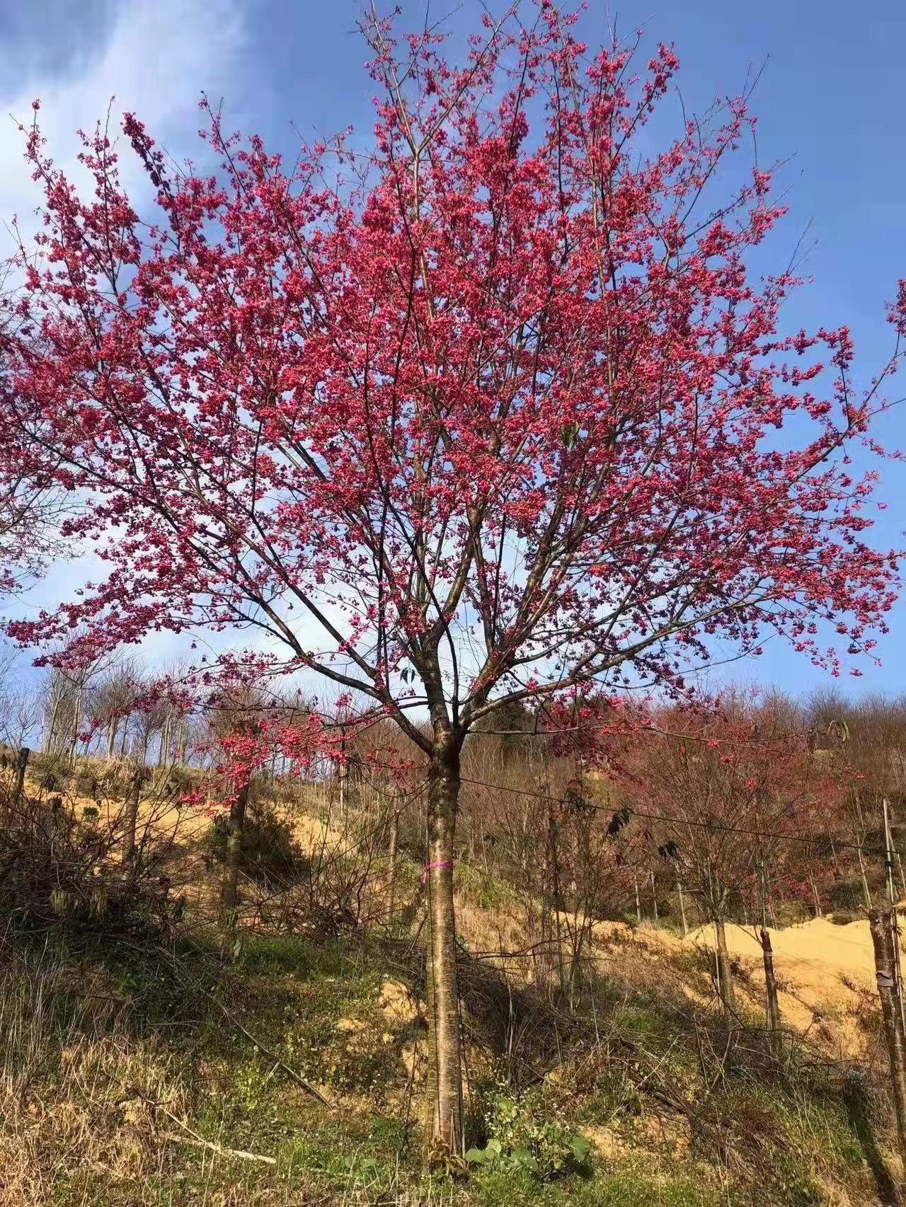 福建山樱花地苗4-9公分漳州诚远苗木山樱花基地量大价优