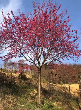 不包邮福建山樱花地苗4-9公分漳州诚远苗木山樱花基地量大价优