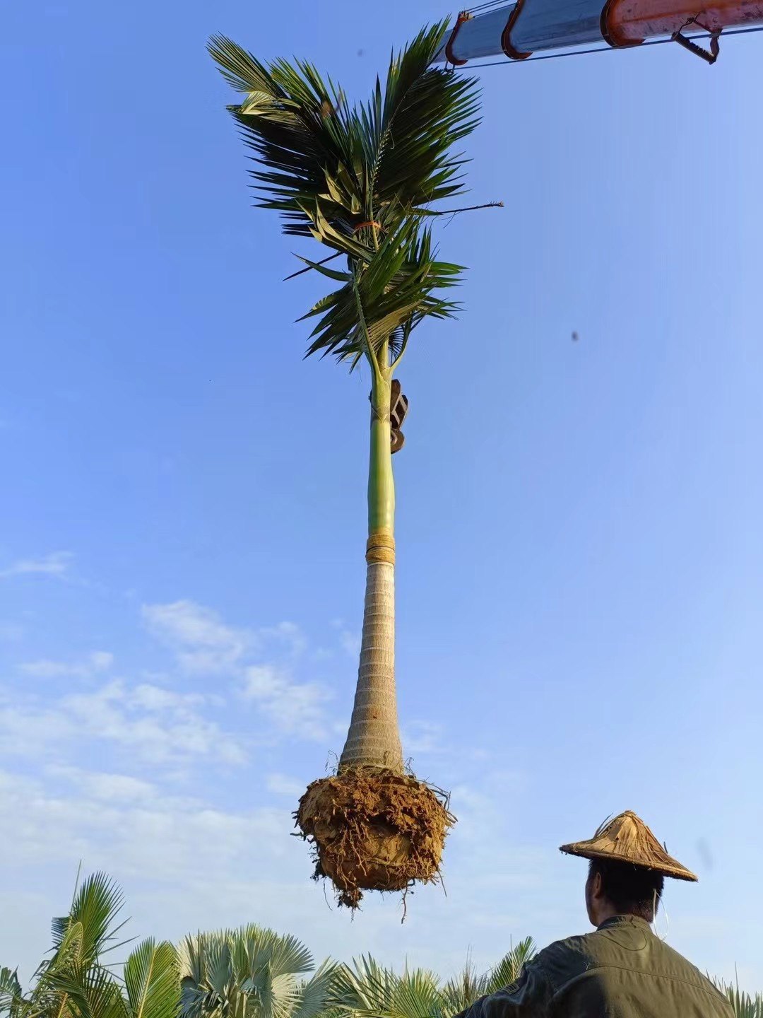 假冬青新品槟榔福建漳州棕榈树假槟榔种植基地苗农一手货源出售