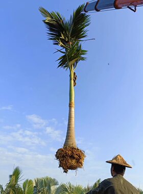 假冬青新品槟榔福建漳州棕榈树假槟榔种植基地苗农一手货源出售