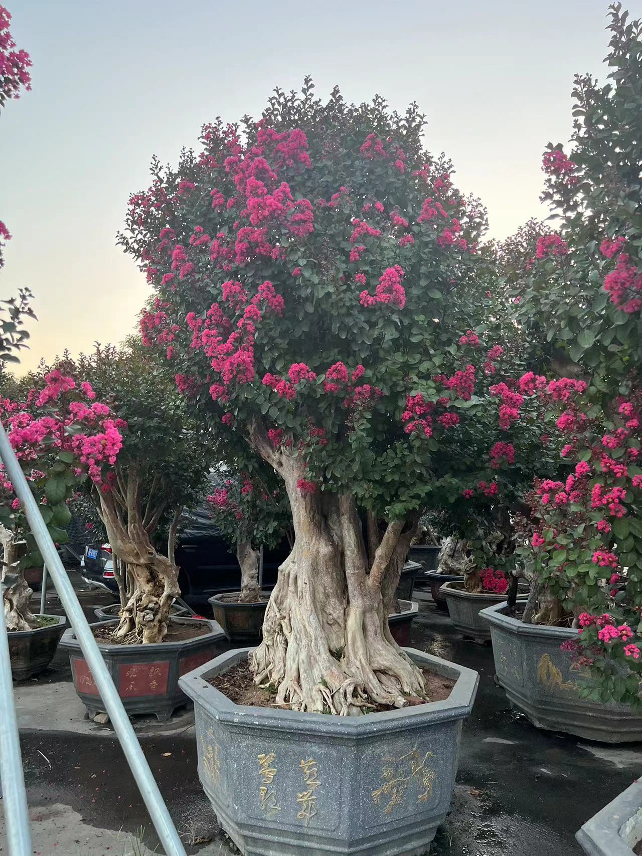 精品紫薇老桩头盆景别墅庭院花园