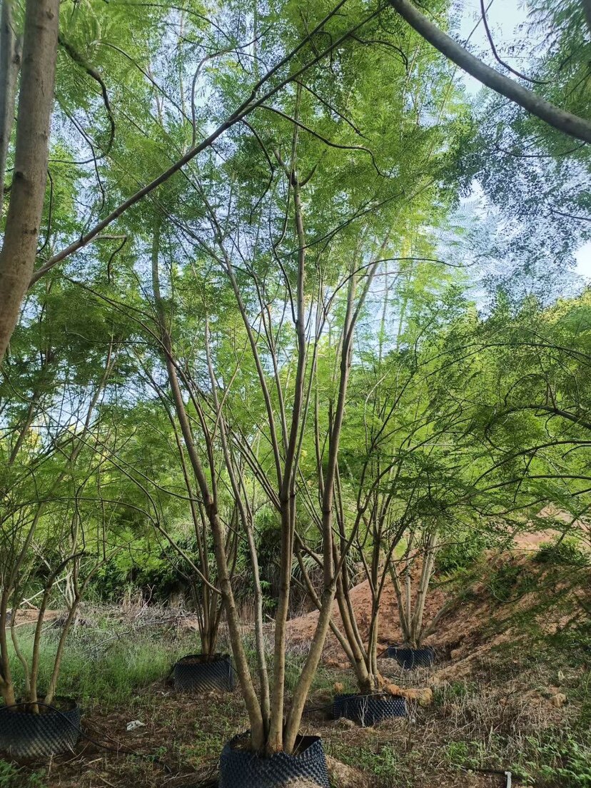 丛生蓝花楹漳州诚远苗木蓝花楹种植基地农户一手货源出售
