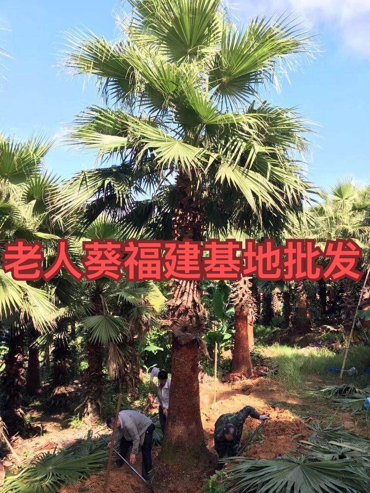 华棕嫁接新款老人葵福建漳州棕榈树种植基地一手货源充足苗农侧柏