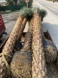 精品中东海枣银海枣容器苗专业大型种植基地大量现货供应黄金甲树