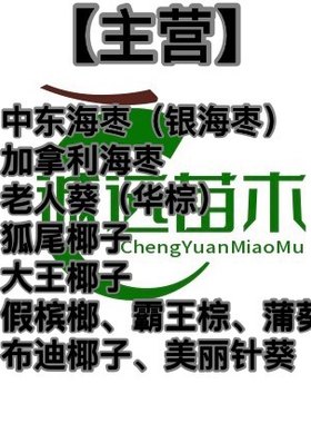 中东海枣老人葵加拿利海枣狐尾椰子假槟榔大王椰子布迪椰子蒲葵等