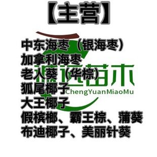 中东海枣老人葵加拿利海枣狐尾椰子假槟榔大王椰子布迪椰子蒲葵等