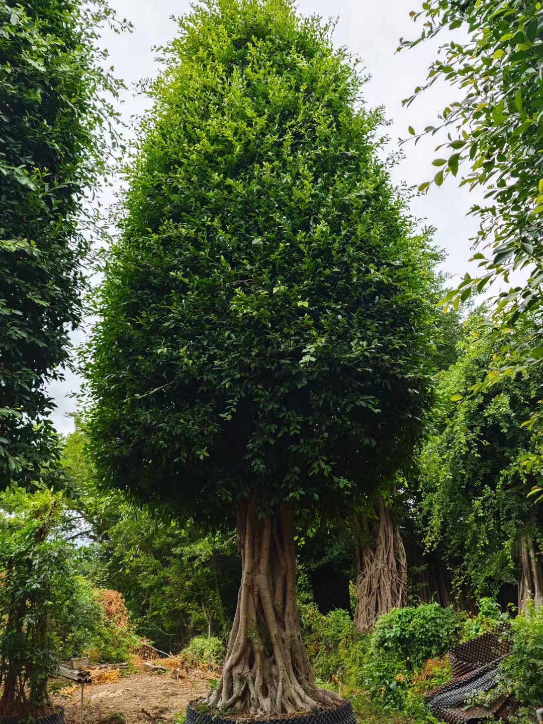 圣诞树造型小叶榕树大型桩景小叶榕大型种植基地苗农一手货源供应