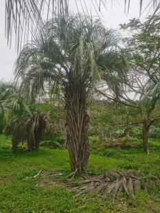 布迪椰子基地现货供应总高6米杆高13米布迪椰子大量梅花布迪椰子