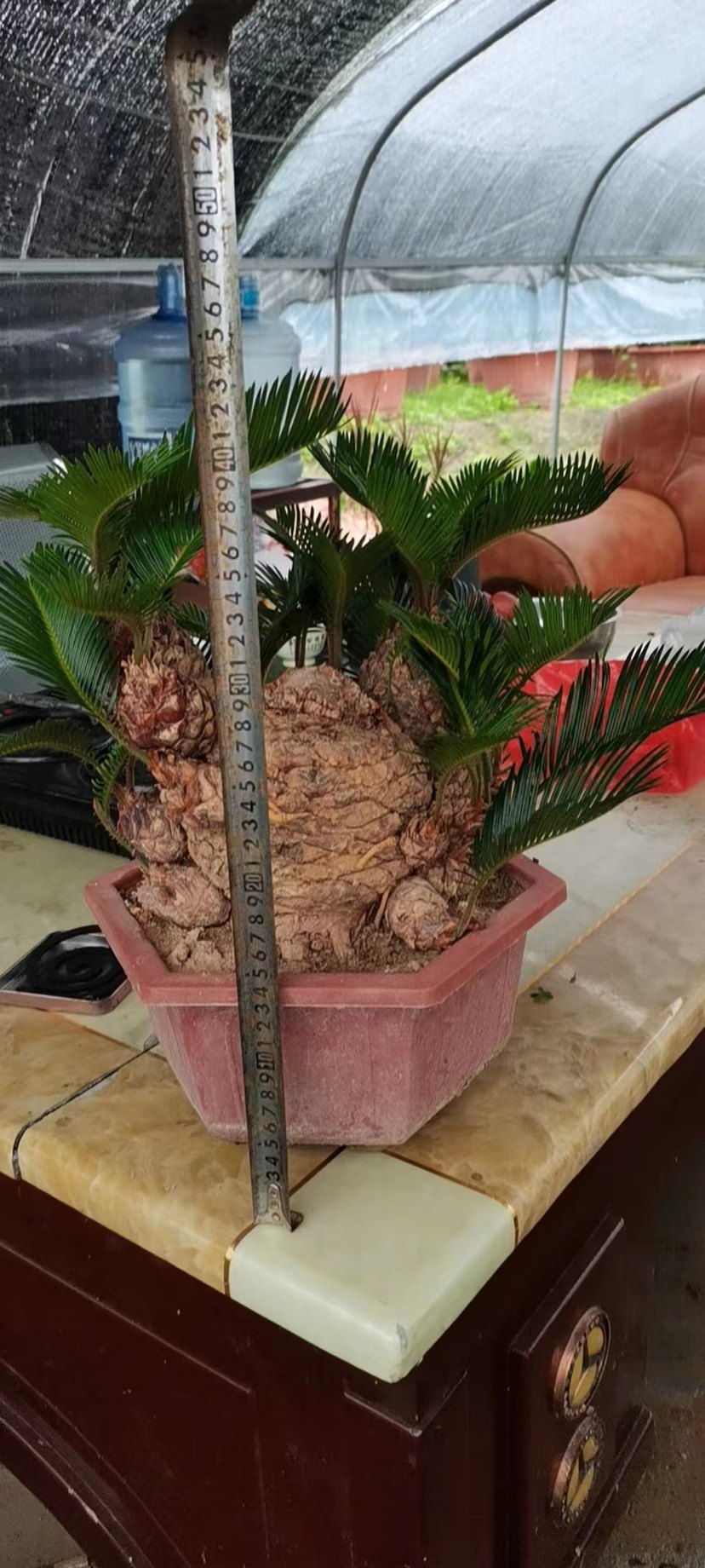 包邮铁树盆景多头铁树小盆栽摆家里摆阳台