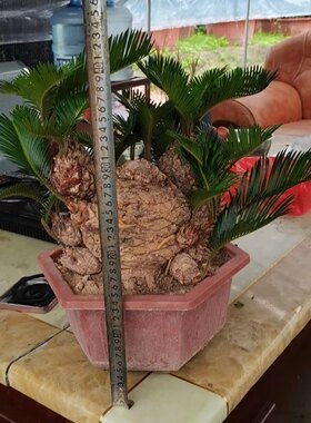 包邮铁树盆景多头铁树小盆栽摆家里摆阳台