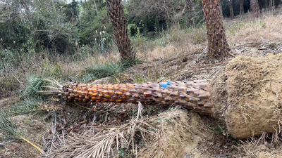 黄金甲麟片粗壮杆的精品银海枣中东海枣种植基地大量现货全国供应