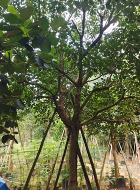 秋枫假植苗地苗大骨架小骨架全冠货都有福建漳州秋枫种植基地出售