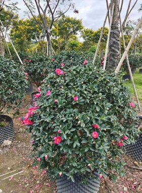 大红花茶梅球形茶梅福建茶梅种植基地苗农一手货源直销茶梅全国批