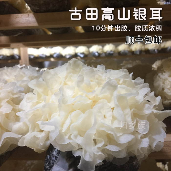 出胶快鲜活银耳顺丰包邮