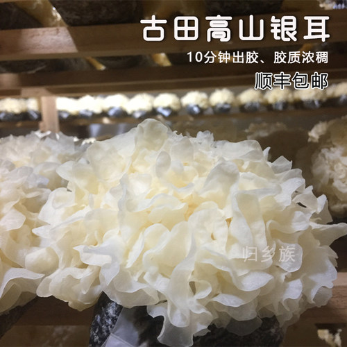 出胶快鲜活银耳顺丰包邮